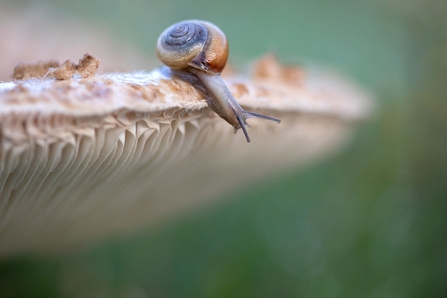Snail on mushroom 
