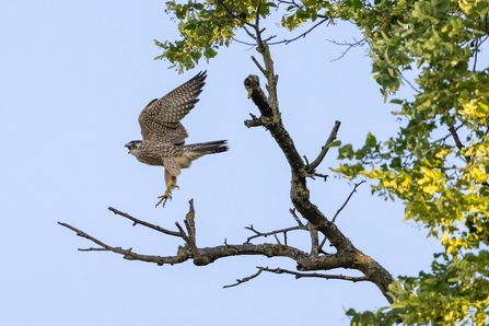 Young Peregrine in flight (c) Patrick Wainwright