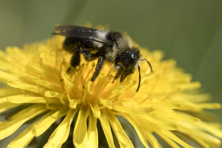 Ashy Mining Bee 