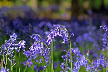 Bluebells 