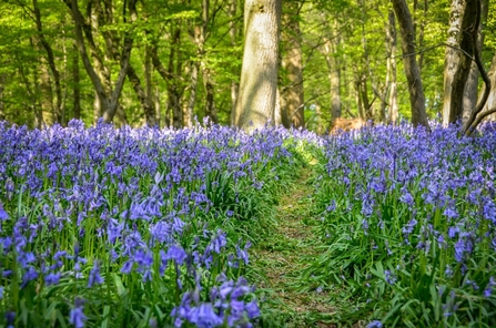 Bluebells at Astonbury Wood 