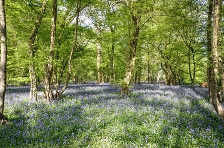 Bluebells at Astonbury Wood