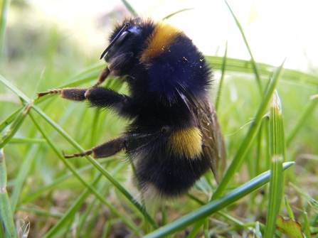 Buff-tailed Bumblebee