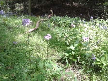 Coralroot Bittercress and Bluebells at Old Park Wood 