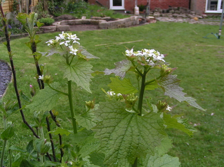 A tall nettle like plant with spiky heart-shaped leaves growing in a garden. Its small, white flowers have four petals in the shape of a cross and grow in clusters at the ends of the stems.