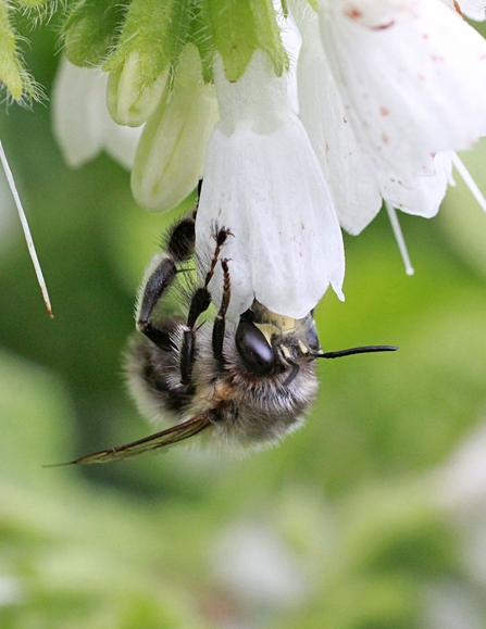 Hairy-footed Flower Bee