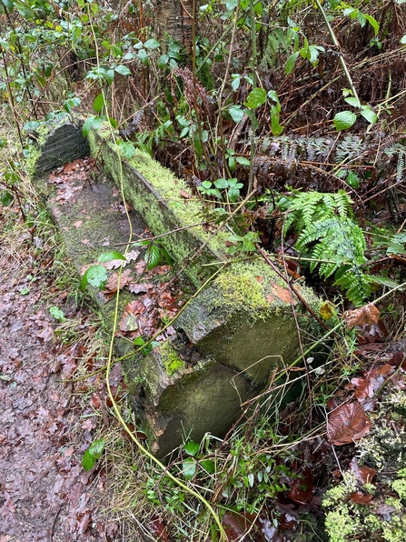 Mini bench at Old Park Wood 