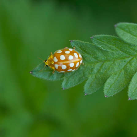 An orange ladybird, with an orange body covered in white spots, stands on a leaf