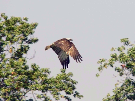 Osprey