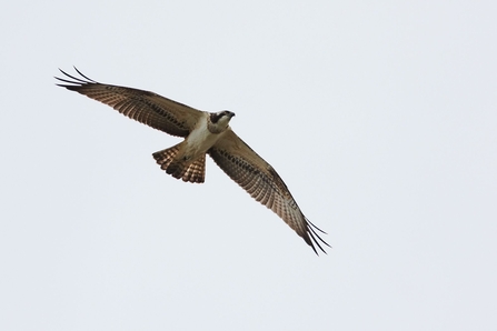 Osprey