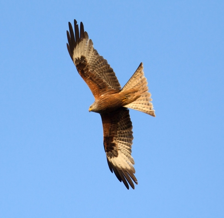 Red Kite 