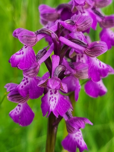Green-winged Orchid