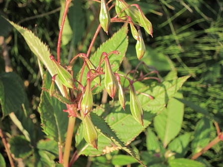 Close up of green pointed oval seeds of the Himalayan Balsam plant 