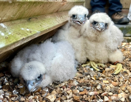 Peregrine chicks back on the nest tray at St Albans Cathedral after being ringed
