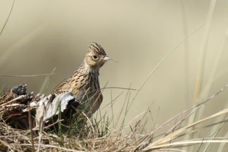 Skylark