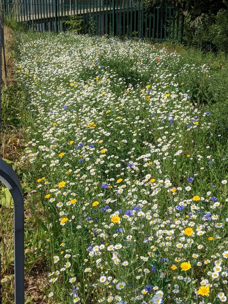 Wildflowers