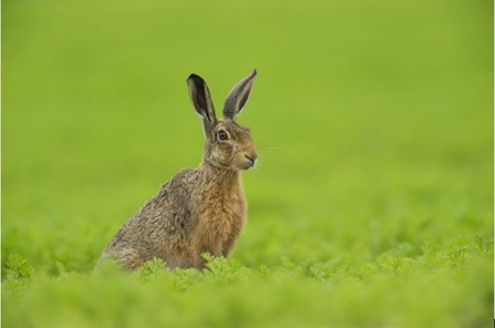 Brown Hare in field 
