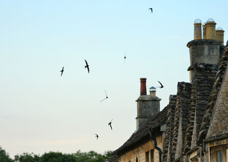 Silhouetted Swifts at sunset flying above old brick houses