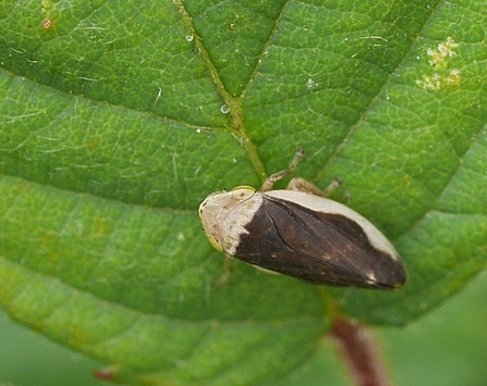 Common Froghopper 