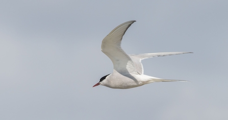 Arctic Tern