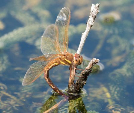 Brown dragonfly is perched on a twig sticking out from a pond. Its body is curved to dip its tail into the water to lay eggs on the long green swathes of pondweed within.