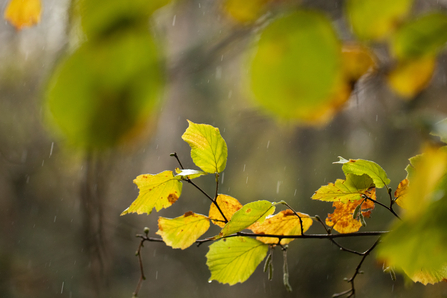 Round leaves with variegated edges and a pointed tip fading from green to yellow-orange in the rain.