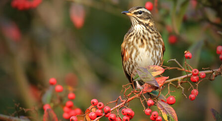 A redwing perched on a berry-laden branch