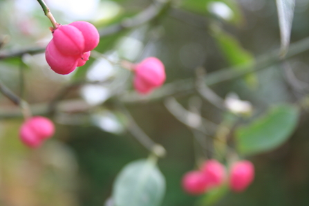 Small pink pumpkin shaped berries of the Spindle tree
