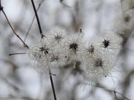 Clematis 