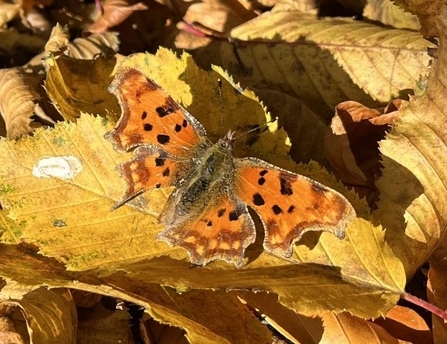 An orange butterfly with black markings on its curved wings sitting on crisp fallen leaves in the golden sunlight of a November afternoon.