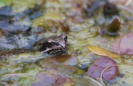 What to See in February | Herts and Middlesex Wildlife Trust