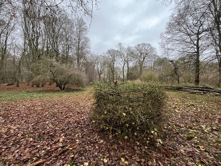 A cube shaped structure of woven branches that is protecting a tree stump within in a woodland clearing.