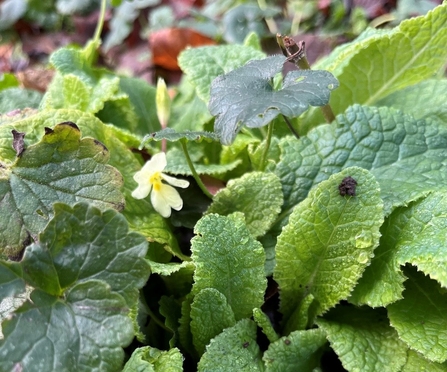 A single pale yellow Primrose flower hiding amongst foliage on the forest floor.