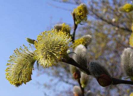 What to See in February | Herts and Middlesex Wildlife Trust
