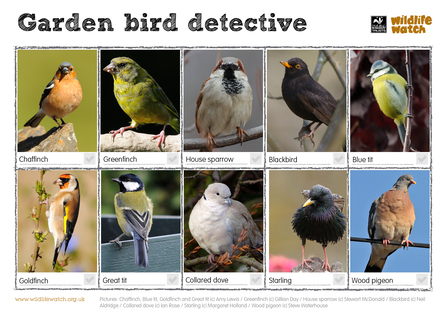 An 8 by two grid containing labelled pictures of common Garden birds.