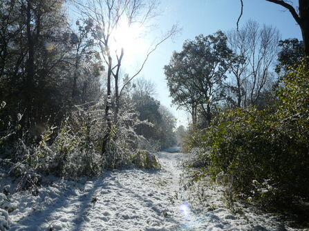 Bright winter sunlight shining down on frosty grass and bushes through the branches of tall trees against a clear blue sky