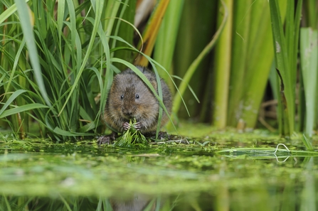 Water Vole