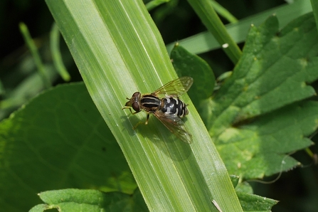 Photo of Snouted Duckfly (Anasimyia lineata) sitting on a long leaf.