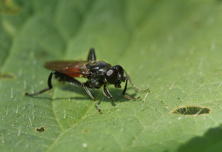 A close up of a Crimson-belted Hoverfly sitting on a leaf