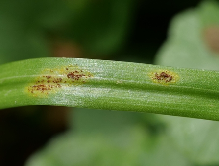 Round patches of red-brown on a long green Bluebell leaf