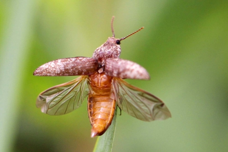 A brown beetle balancing on a blade of long grass with its wing cases extended ready to take flight.