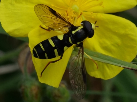 A Superb Ant-Hill Hoverfly sitting in the centre of a yellow flower