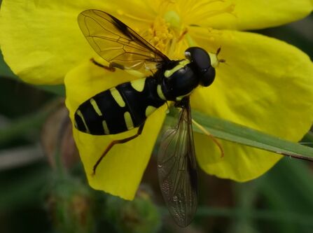 Hoverflies on Our Nature Reserves: Unsung Heroes of the Ecosystem ...