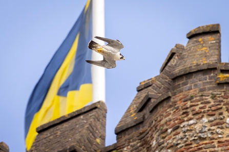 Peregrine Falcon at St Albans Cathedral 