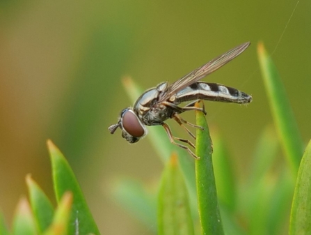 A fly with large red-brown eyes, a stripy body and pale feet sitting on a leaf
