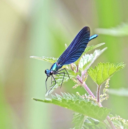 Beautiful Demoiselle
