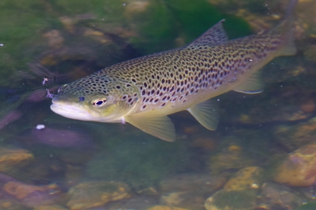 Brown Trout