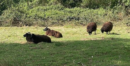 Hebridean sheep grazing at Patmore Heath Nature Reserve (c) Debbie Bigg