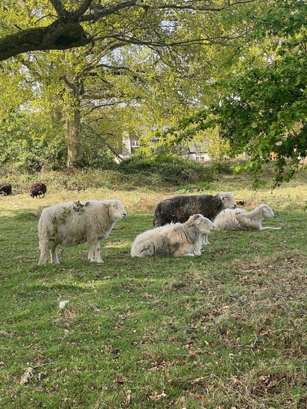 Herdwick and Hebridean sheep grazing at Patmore Heath