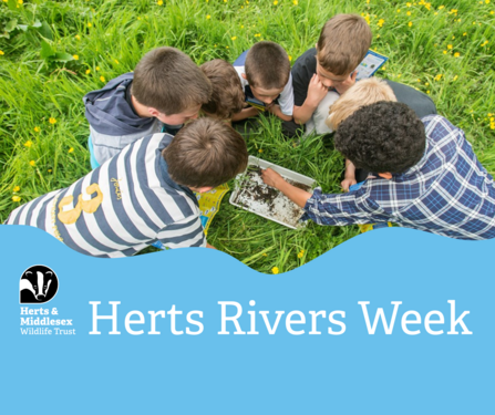 Children gathered around looking into a white plastic tray of invertebrates from a river